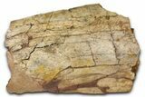 Fossil Hadrosaur (Edmontosaurus) Scapula Section - Wyoming #378029-1